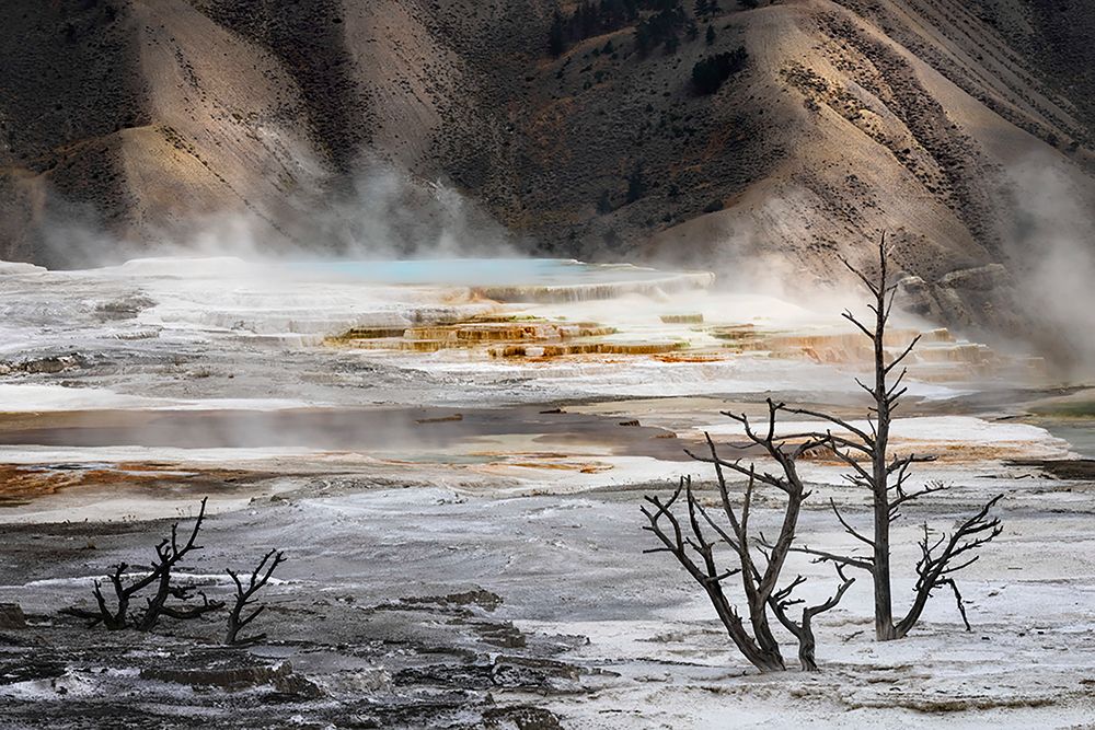Black tree trunks and colorful hot spring terrace-Canary Spring-Mammoth Hot Springs